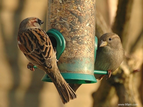 Jumelles à portée de main ! Le week-end du comptage des oiseaux est de retour 