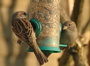 Jumelles à portée de main ! Le week-end du comptage des oiseaux est de retour 