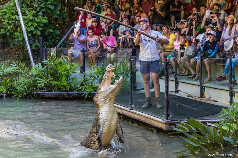 L Australie veut booster ses exportations de produits à base de crocodile 