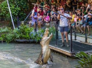 L Australie veut booster ses exportations de produits à base de crocodile 