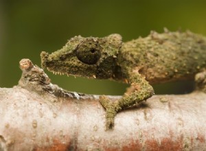 Le plus petit, le plus puissant 