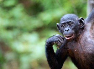 Les grands singes ont-ils une personnalité comme nous ? 