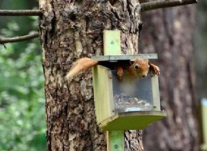 Les photos d animaux les plus drôles récompensées 