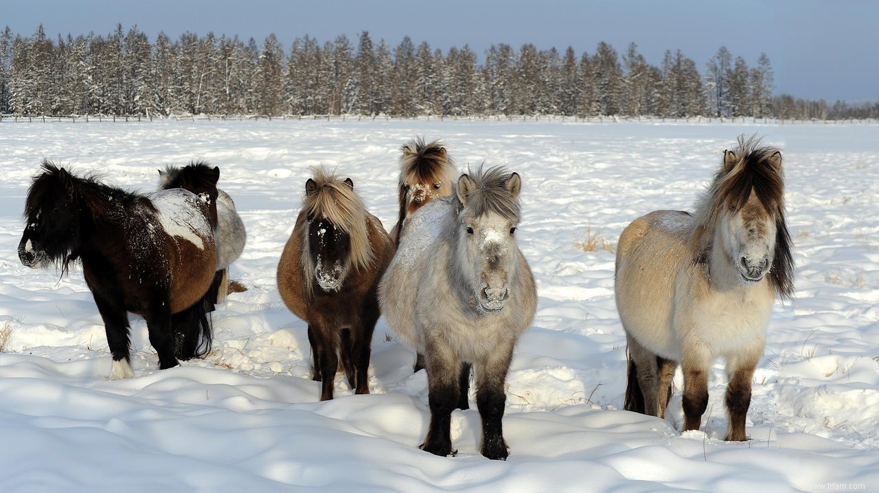 Comment un cheval survit à -70°C 