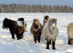 Comment un cheval survit à -70°C 