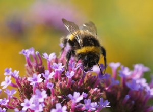 C est comme ça qu on photographie des fleurs et des abeilles 