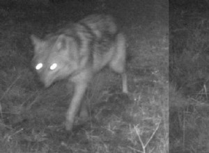 Chacal doré repéré sur la Veluwe 