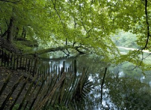 La forêt de Soignes se déchaîne 