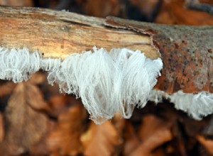 Avez-vous vu la barbe du roi Hiver ? 