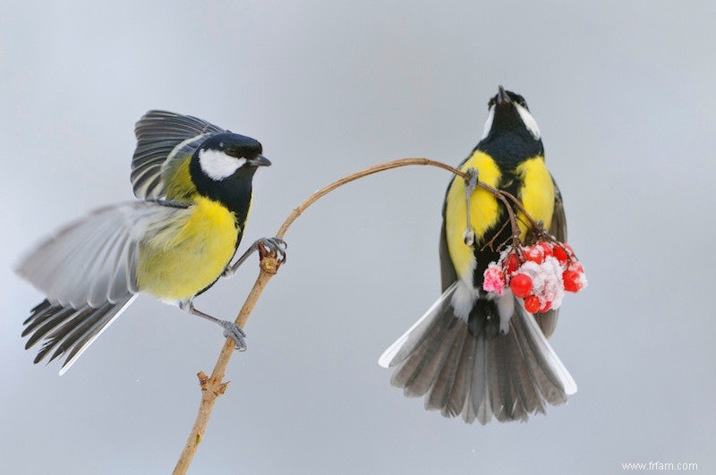 Les partenaires de mésange charbonnière préfèrent être ensemble plutôt que de manger 