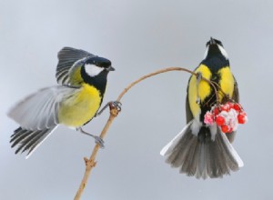 Les partenaires de mésange charbonnière préfèrent être ensemble plutôt que de manger 