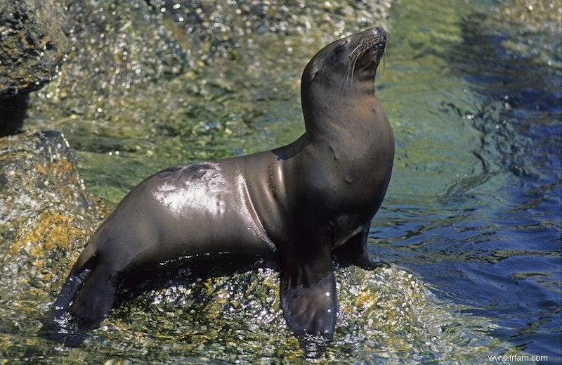 Espèces animales anciennes assez résistantes au changement climatique 