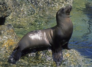 Espèces animales anciennes assez résistantes au changement climatique 