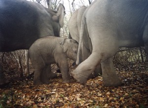 Comment les animaux atténuent le changement climatique 