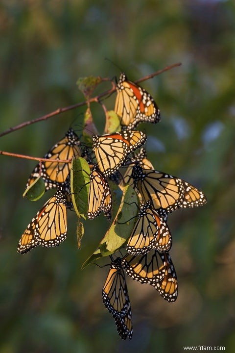 Comment un papillon trouve son chemin 