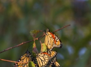 Comment un papillon trouve son chemin 