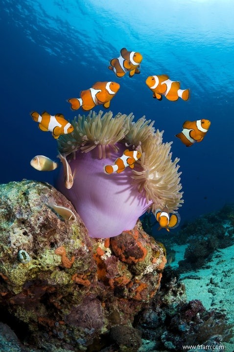 Cohabitation Clownfish 