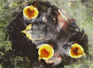 Comment les parents d oiseaux choisissent-ils les alevins à nourrir ? 