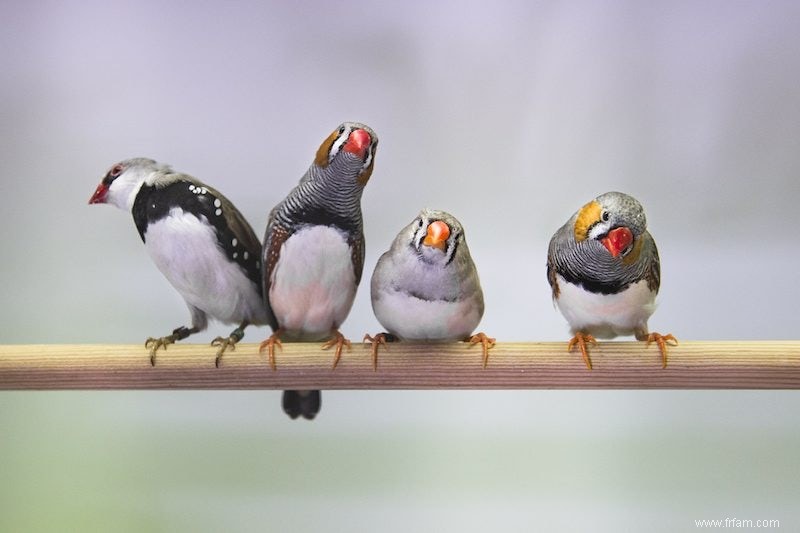 Les oiseaux ont un cerveau petit mais ingénieux 