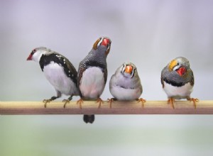 Les oiseaux ont un cerveau petit mais ingénieux 