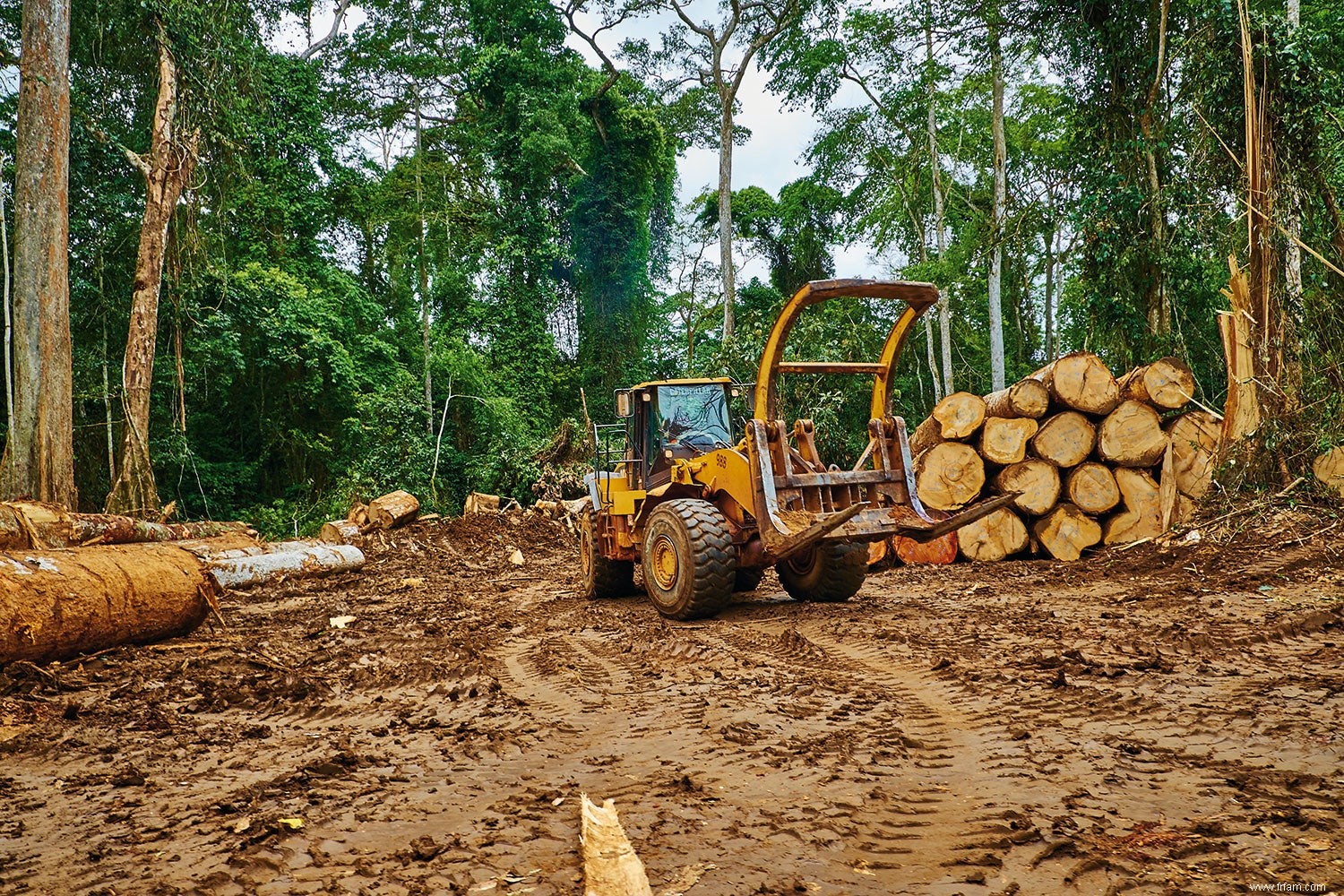 Sauvez la forêt, coupez un arbre 