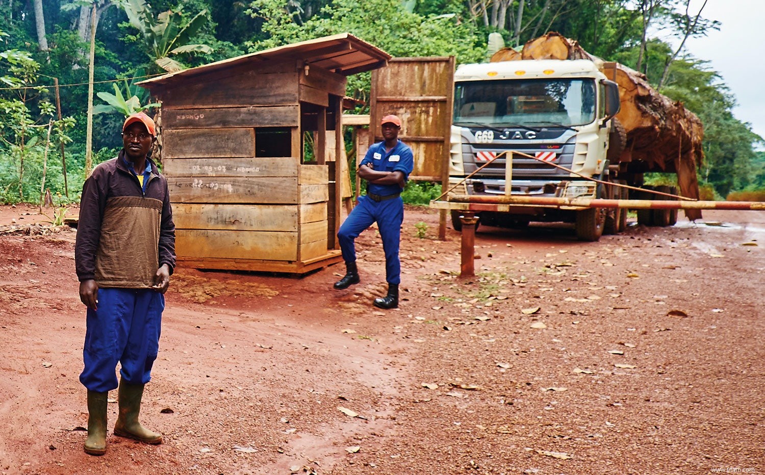 Sauvez la forêt, coupez un arbre 