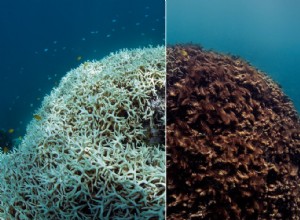 Les mers plus chaudes ne tuent pas le corail, mais elles le rendent plus faible 