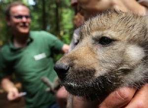 Les chiens ont-ils été domestiqués non pas une mais deux fois ? 