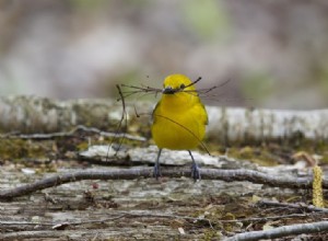 Pourquoi les oiseaux sont-ils parfois trop gros ? 