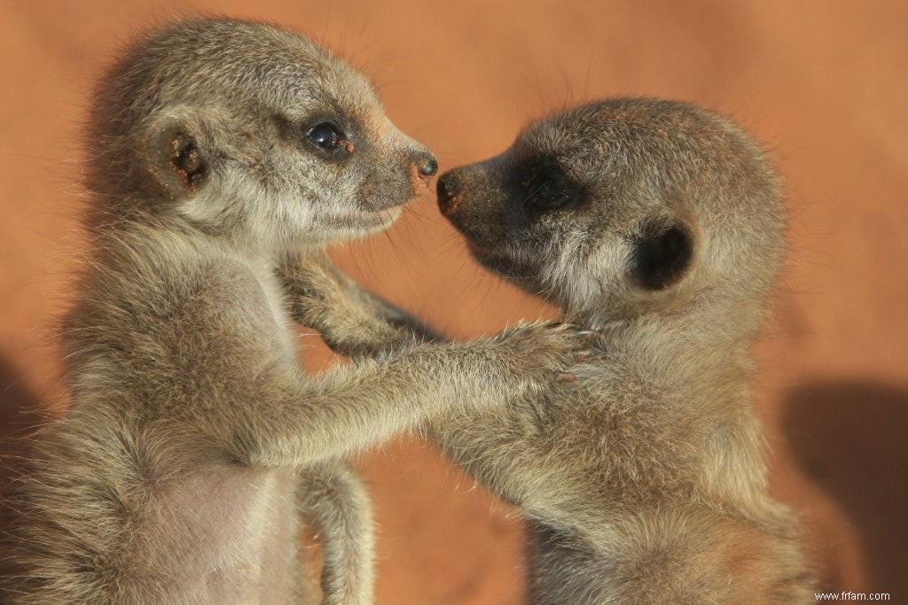 Les suricates surveillent le poids les uns des autres 