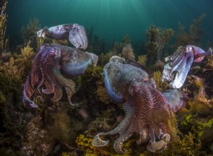 Le calmar prospère dans le réchauffement de l océan 