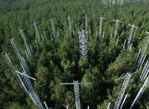 Les champignons aident les plantes à bénéficier de l augmentation des concentrations de CO2 