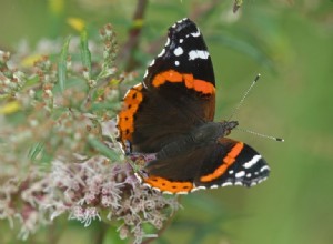 Atalante, de loin le papillon le plus compté dans les jardins flamands 