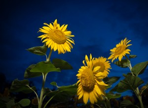 Les tournesols ont une horloge interne 