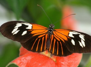 Fais-le, dit le papillon 