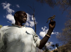 Une alliance particulière entre l homme et l oiseau 