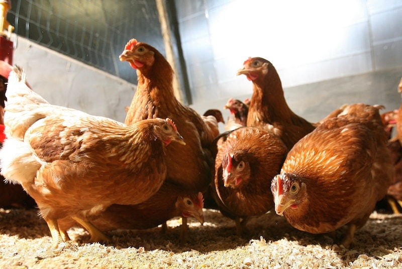 Certains poulets sont résistants à la grippe aviaire 