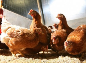 Certains poulets sont résistants à la grippe aviaire 