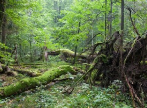 Les arbres ont une vision stratégique 