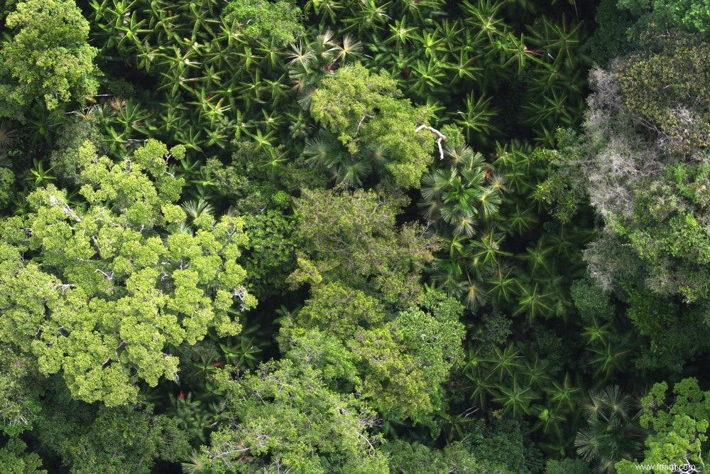 Près de douze mille espèces d arbres connues (quatre mille à parcourir) 