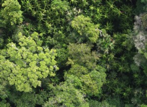 Près de douze mille espèces d arbres connues (quatre mille à parcourir) 