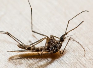 L odeur des prédateurs affaiblit les moustiques 