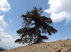 Le plus vieil arbre d Europe se trouve en Grèce 