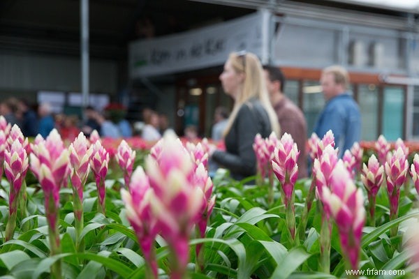 La plante d intérieur la plus propre 