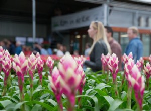 La plante d intérieur la plus propre 