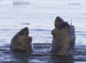 Un éléphant de mer analyse les eaux de l Antarctique 