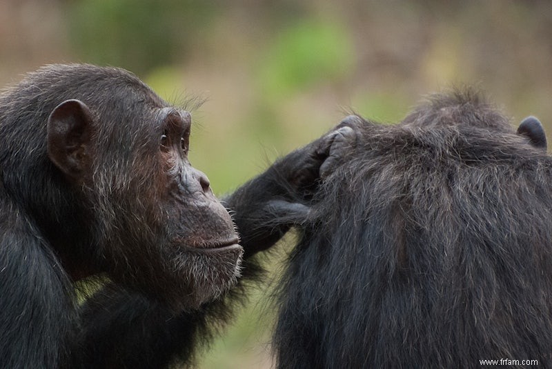 Les chimpanzés choisissent la coopération 