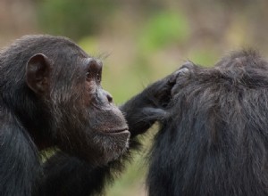 Les chimpanzés choisissent la coopération 