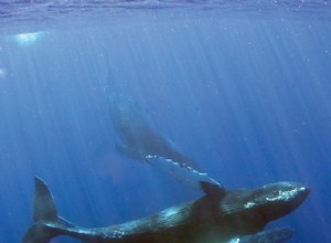 Les baleines à bosse sont les sauveuses de la mer 