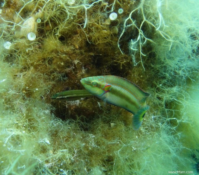 Le poisson femelle fait une sélection de graines super stricte 